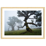Forest queen thumbnail