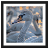 Majestic Swan Close Up With Water Droplets thumbnail