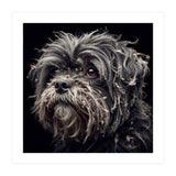 Old Dog 02 (Print Only) thumbnail