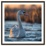 Elegant Swan Gliding On Water At Sunset thumbnail