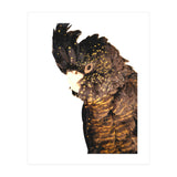 Black Cockatoo  (Print Only) thumbnail