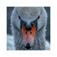 Close Up Of A Swan's Face With Water Droplets (Print Only)