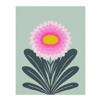 Chrysanthemum - turquoise and pink (Print Only)