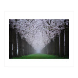 Cherry trees in the fog (Print Only) thumbnail