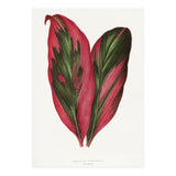 Alexander Francis Lydon & Benjamin Fawsett – Pink Dracaena Terminalis Leaf (1865) (Print Only) thumbnail