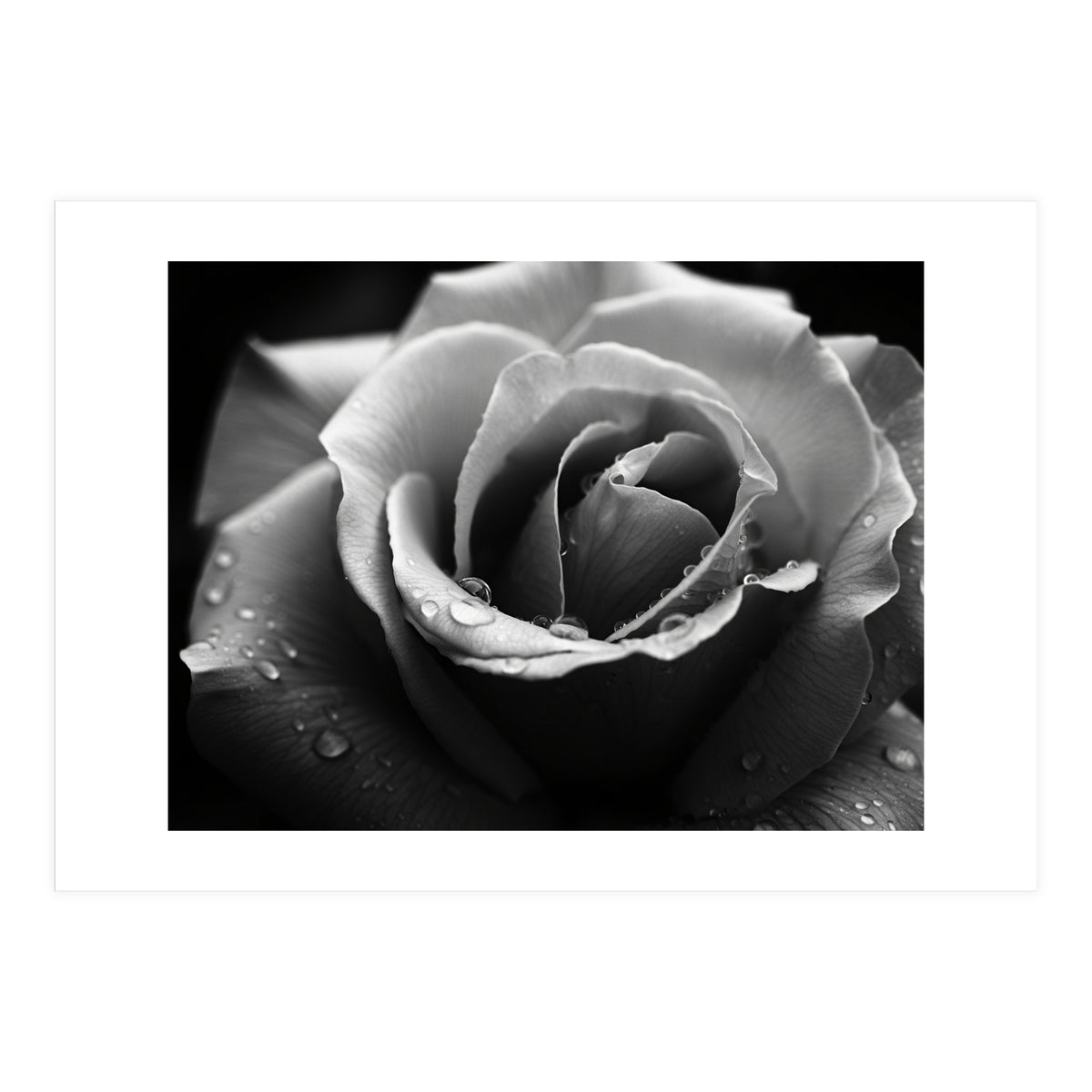 Ethereal Monochromatic Rose Petal Macro (Print Only)