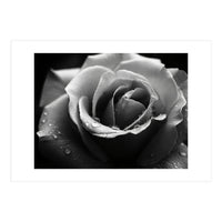 Ethereal Monochromatic Rose Petal Macro (Print Only)