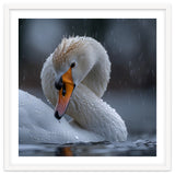 White Swan Bird With Water Droplets In Rain thumbnail