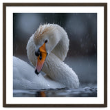 White Swan Bird With Water Droplets In Rain thumbnail