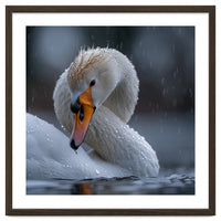 White Swan Bird With Water Droplets In Rain