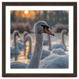 Close Up Of Swan With Water Droplets At Sunrise thumbnail