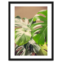 Monstera Mix