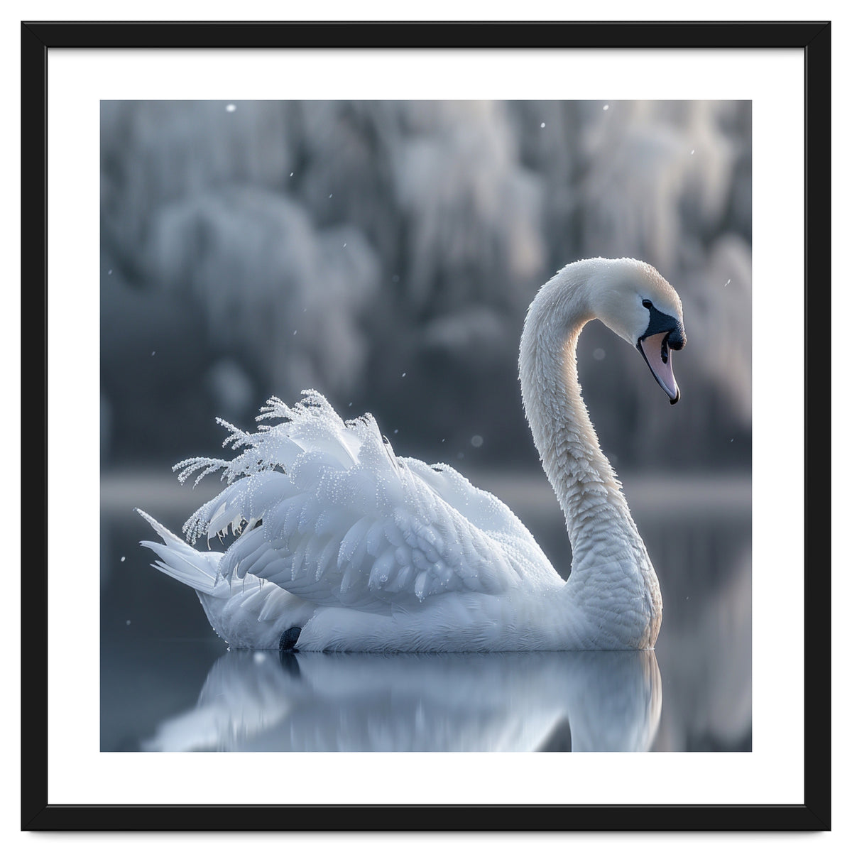 Majestic White Swan Gracefully Floating On Water