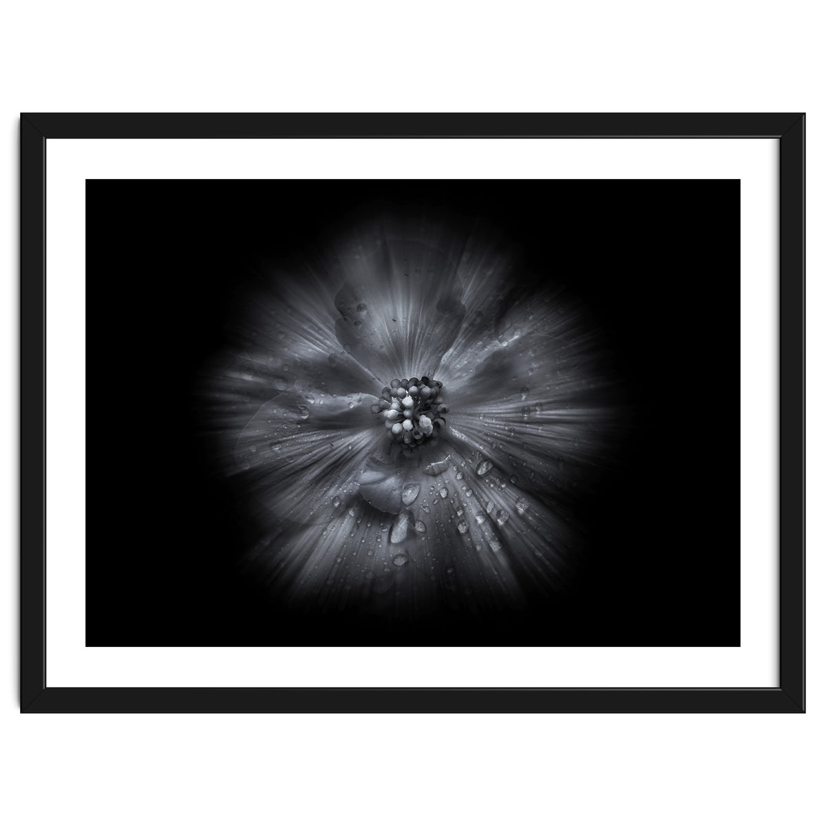 Backyard Flowers In Black And White No 66 Flow Version