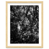 Tree From Below Black Silhouette thumbnail