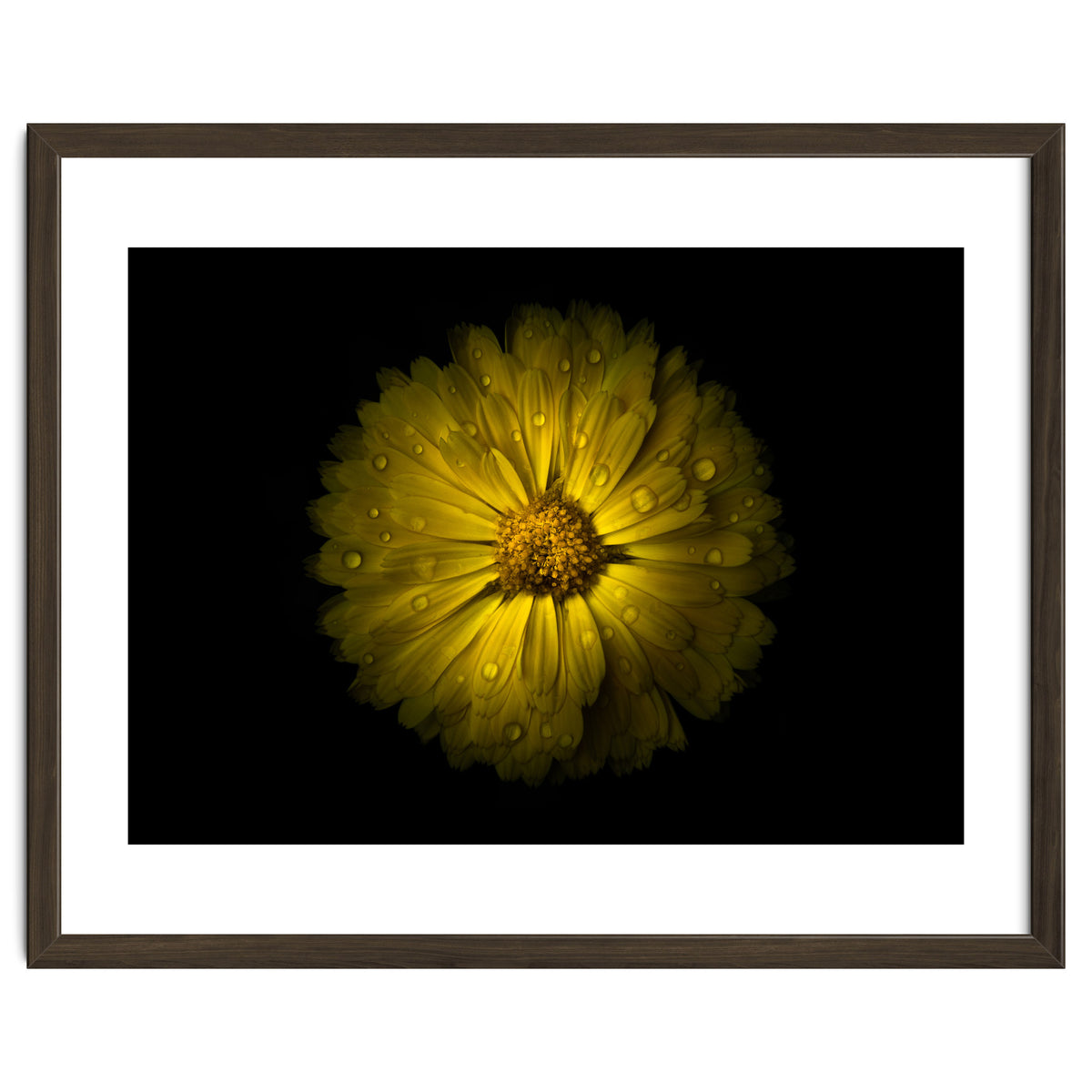 Backyard Flowers No 10 Color Version