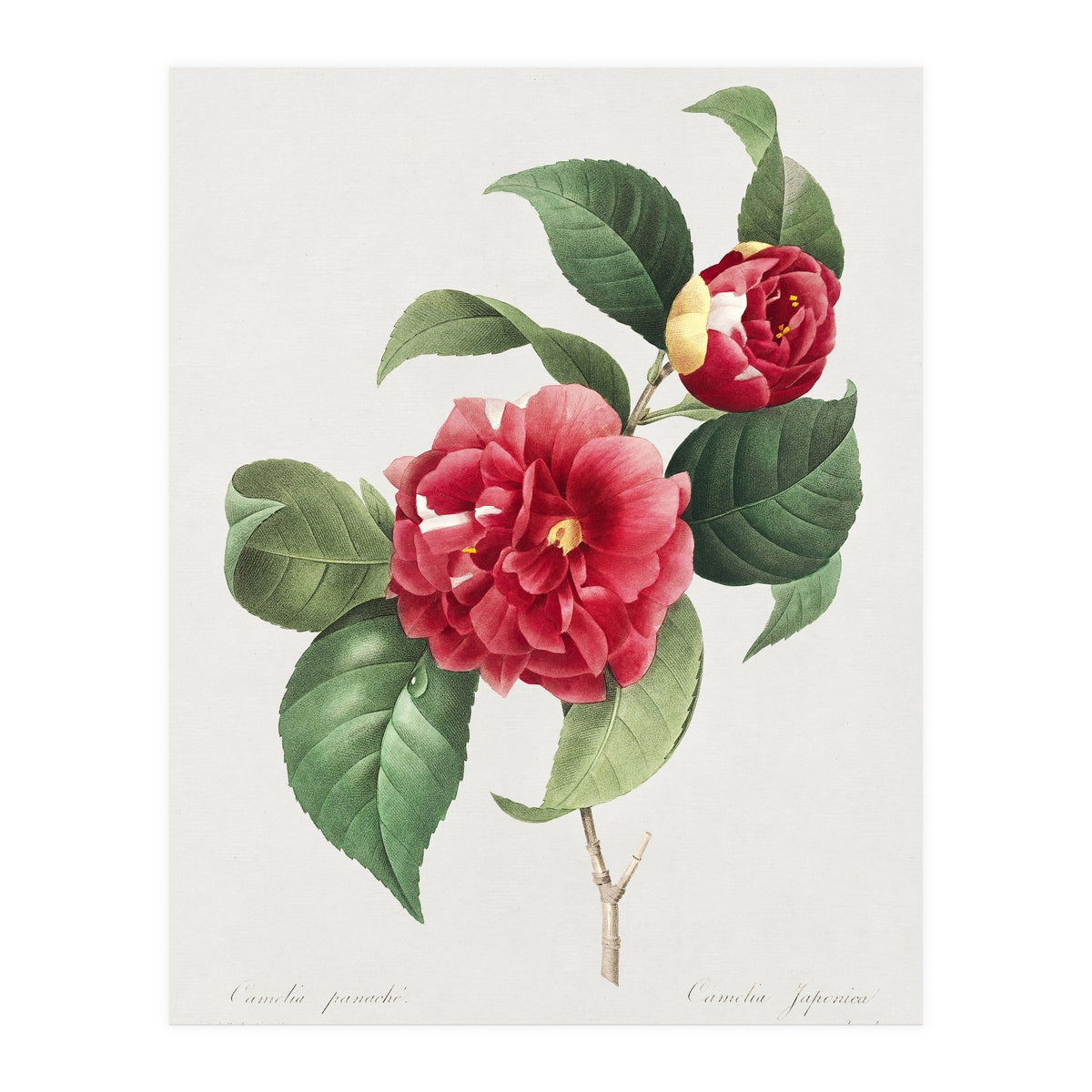Pierre-Joseph Redouté – Finest Flowers and Fruits (1833) (Print Only)