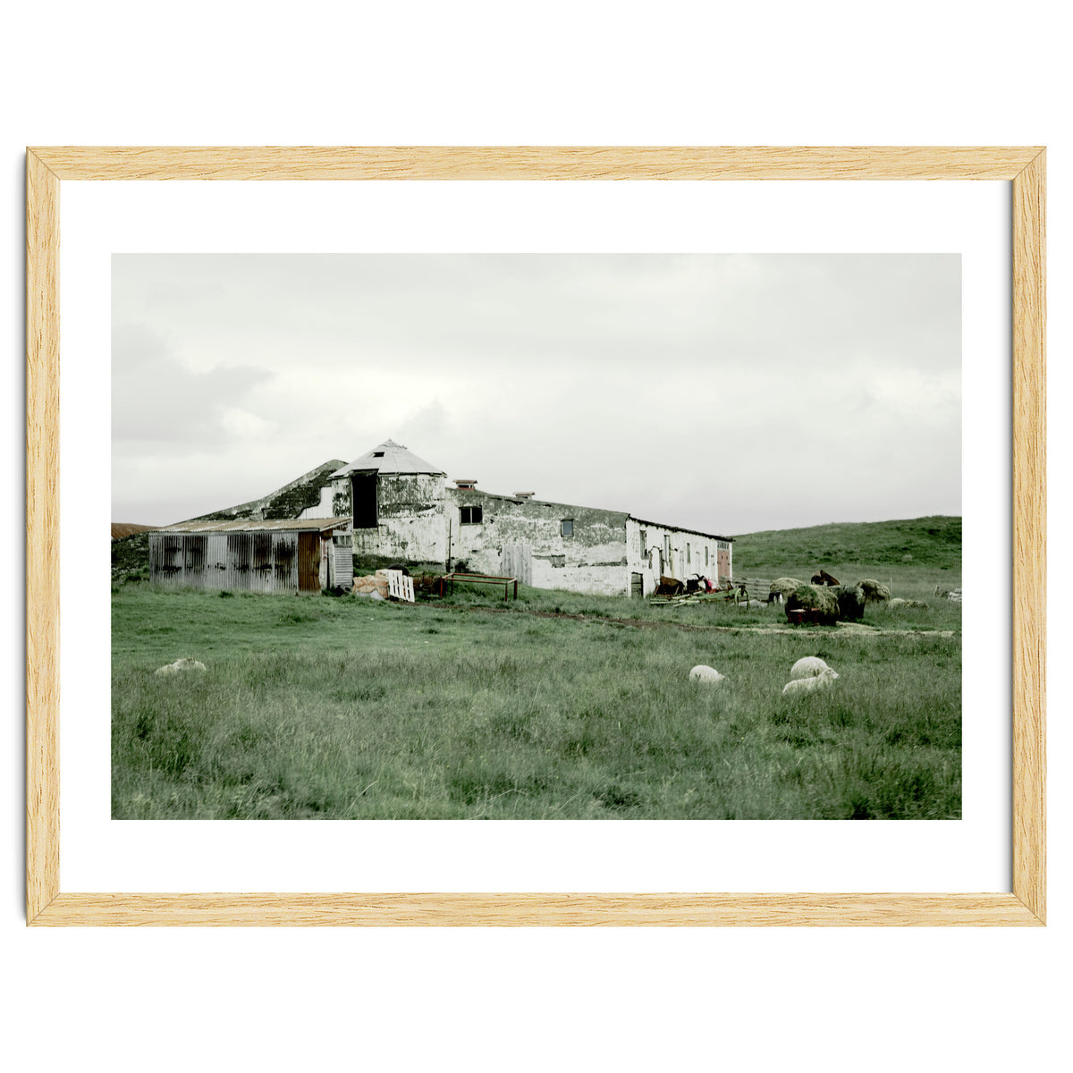 Sheep with a farmhouse - Iceland