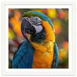Blue And Gold Macaw Parrot Close Up Portrait thumbnail