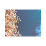 Leaves And Sky (Print Only) thumbnail