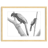 Yucatan Jays thumbnail