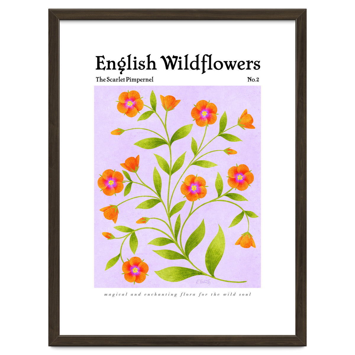 English Wildflowers | Scarlet Pimpernel