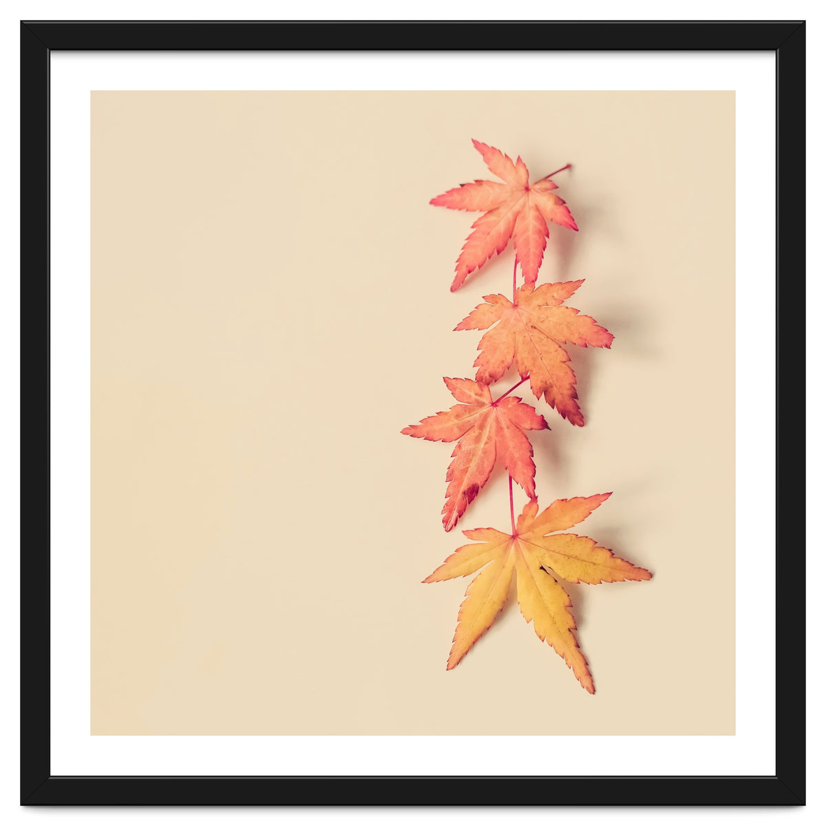 Maple In Pastel