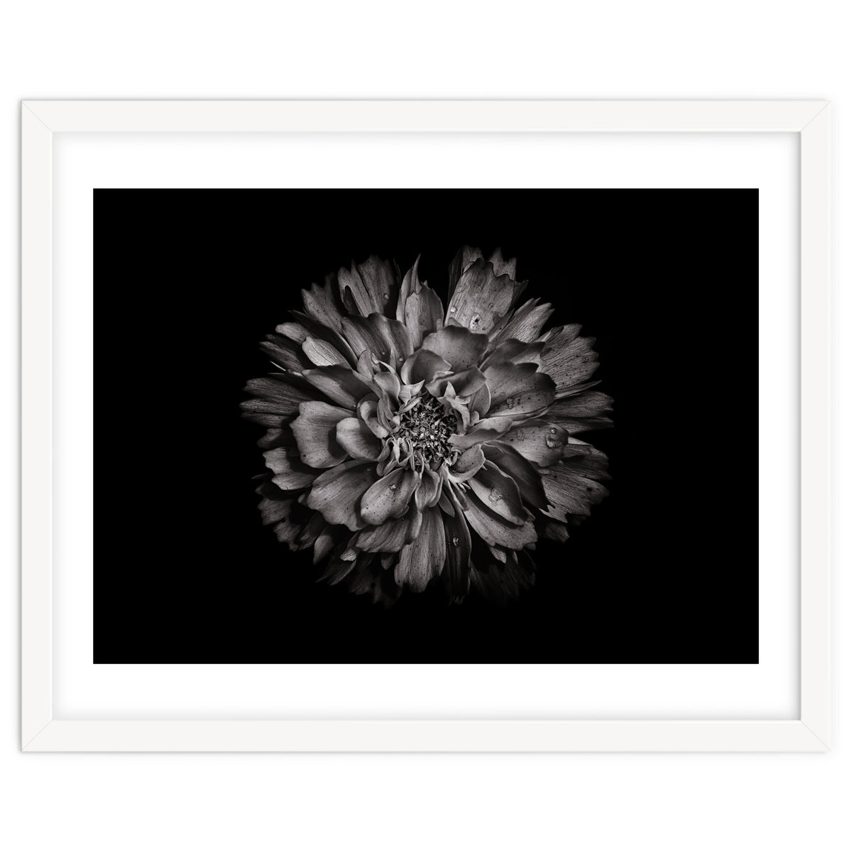 Backyard Flowers In Black And White No 79
