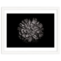 Backyard Flowers In Black And White No 79