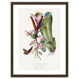Paul Gervais – Hummingbird Painting (1842) thumbnail