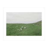 A flock of Sheep in the Green Hill - Iceland  (Print Only) thumbnail