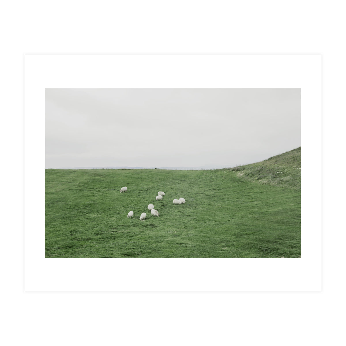 A flock of Sheep in the Green Hill - Iceland  (Print Only)
