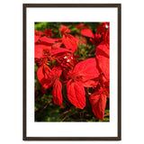 Red Quisqualls Plant Flowers thumbnail