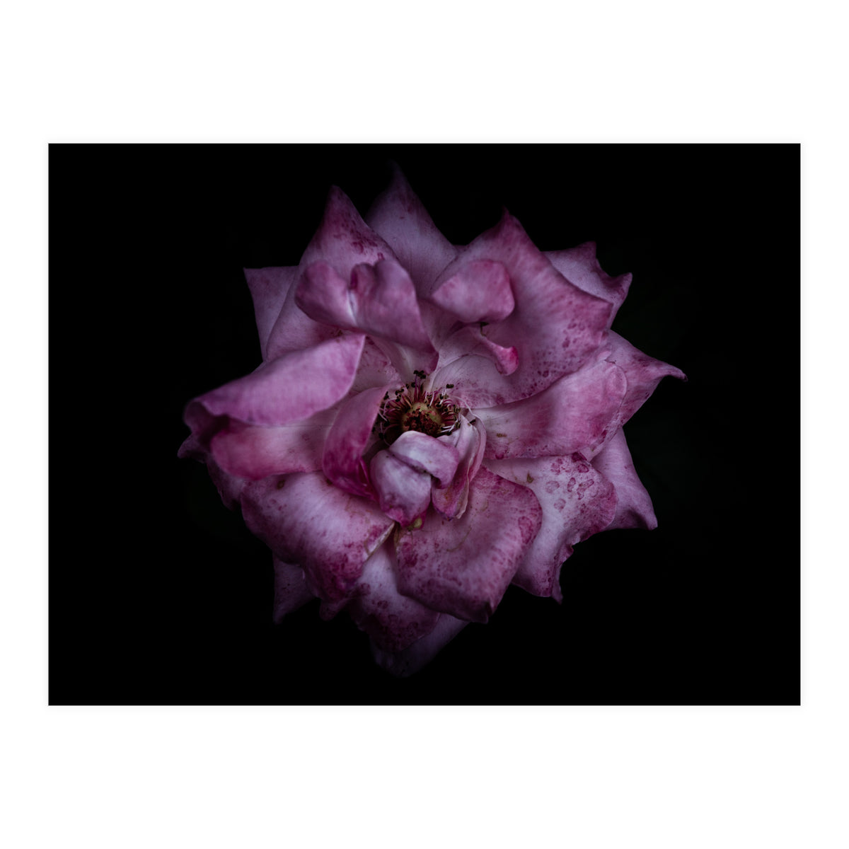 Backyard Flowers No 111 Color Version (Print Only)