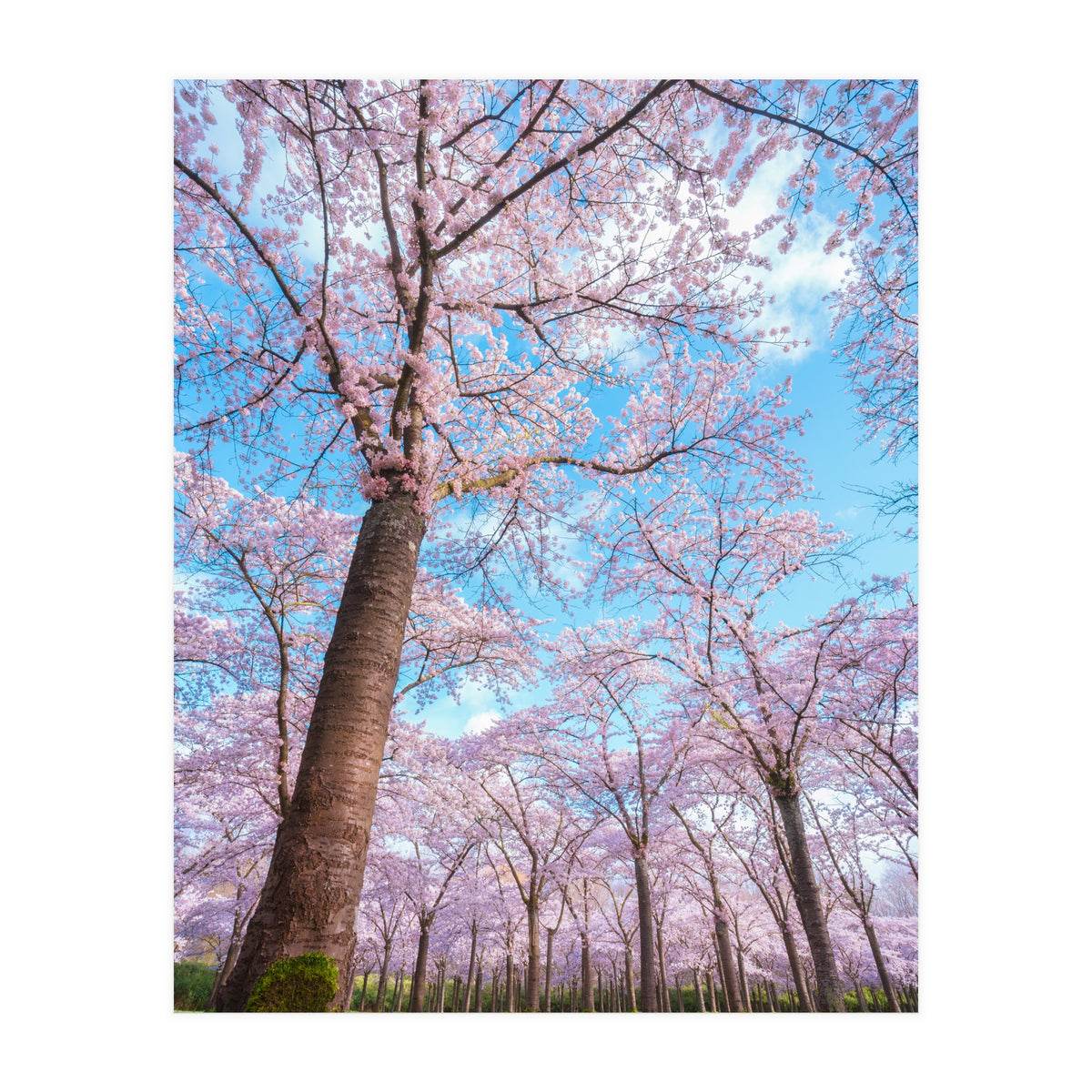 Spring in optima forma (Print Only)