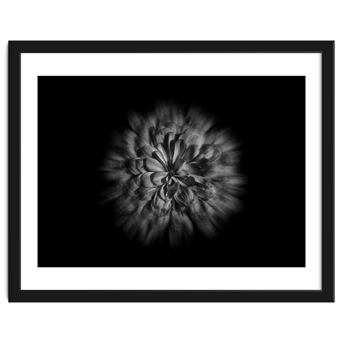 Backyard Flowers In Black And White No 48 Flow Version