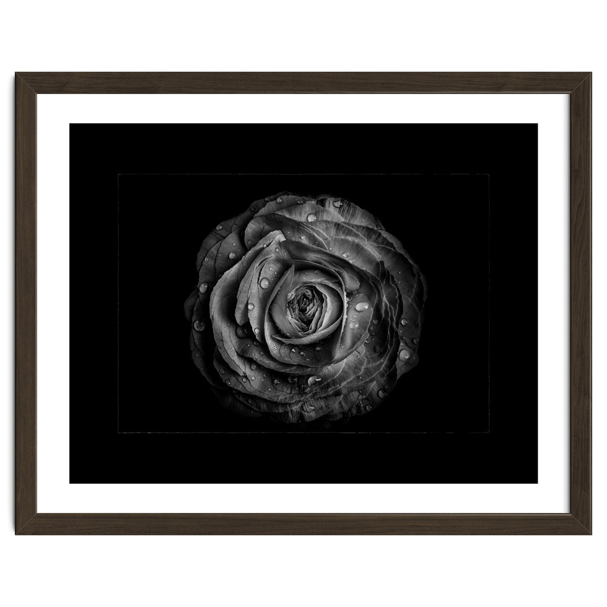Backyard Flowers In Black And White No 72 with Border