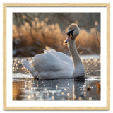 Majestic Swan On Calm Water During Sunset Nature Scene thumbnail