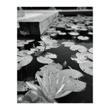 Lotus Pond | Black & White Portrait (Print Only) thumbnail