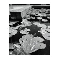 Lotus Pond | Black & White Portrait (Print Only)