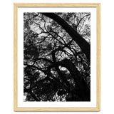 Tree Black Silhouette thumbnail
