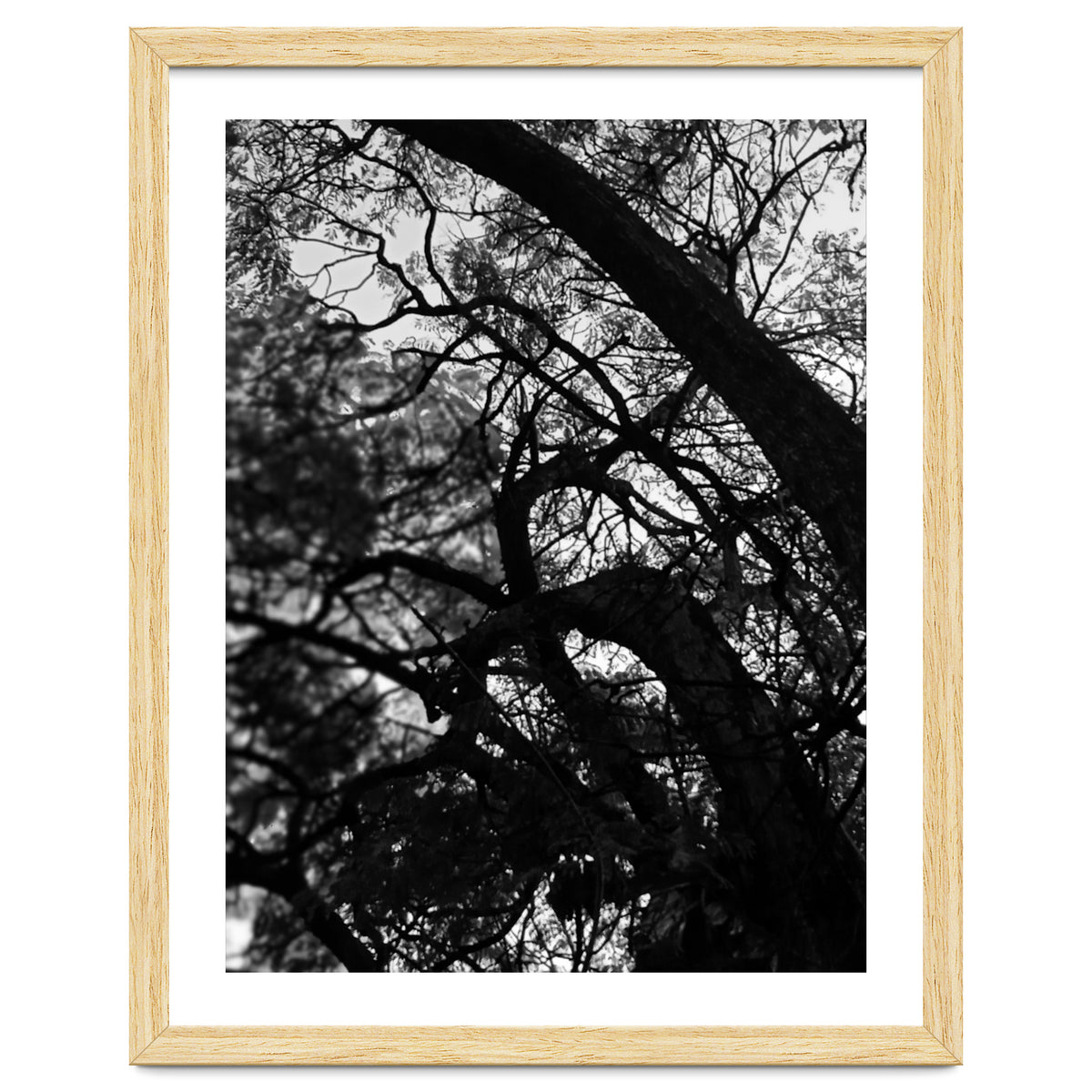 Tree Black Silhouette