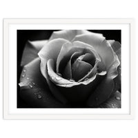 Ethereal Monochromatic Rose Petal Macro