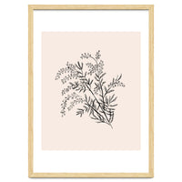 Acacia Botanical illustration