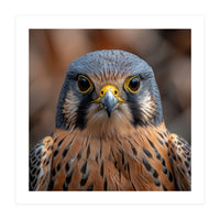 Close Up Kestrel Falcon Bird Portrait Majestic (Print Only)