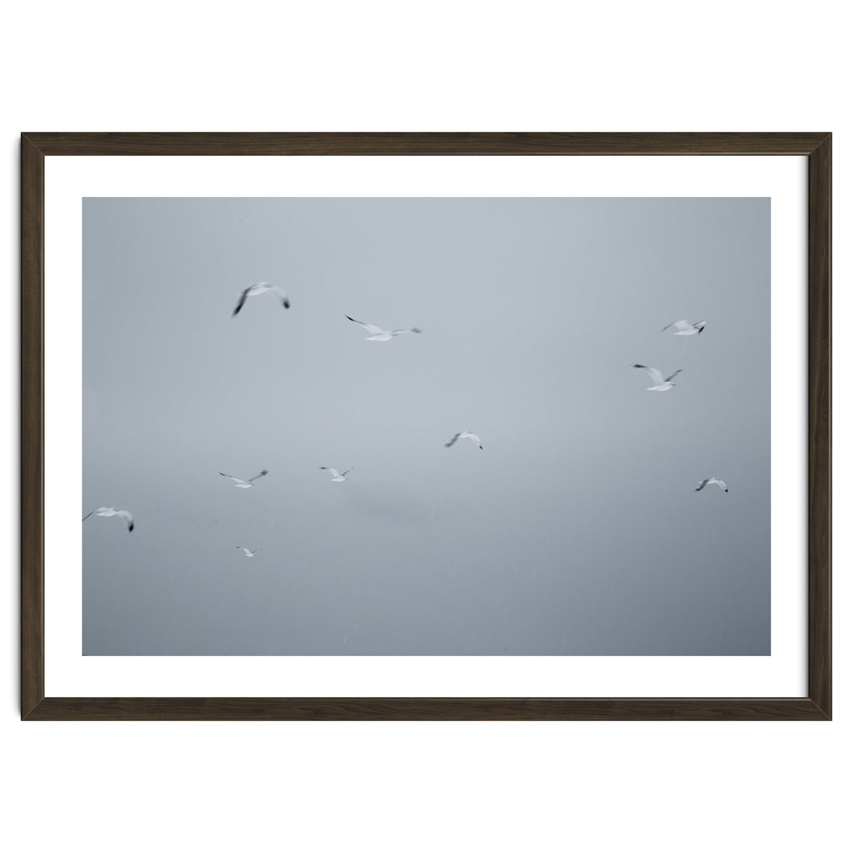 Flying seagulls in the winter sky