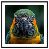 Blue And Gold Macaw Face Focused Portrait thumbnail