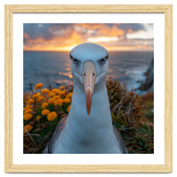 Albatross Bird With Intense Gaze By The Sea