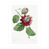 Pierre-Joseph Redouté & Henry Joseph Redouté – Passiflore Ailée (1827) (Print Only) thumbnail