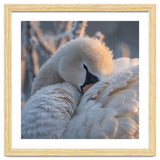 Close Up Of A Swan Covered In Frost And Dew thumbnail